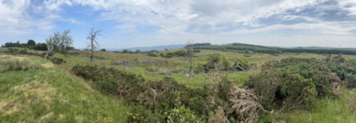 Knockmountain - remnant of old trees...